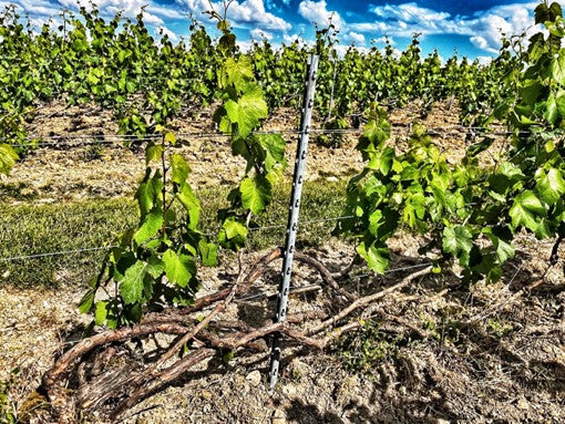 Champagne Suenen: The 2019 Blends and 2016 Single-Vineyard Releases
