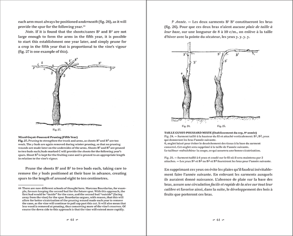 Changes to be Made to Vine Pruning by René Lafon