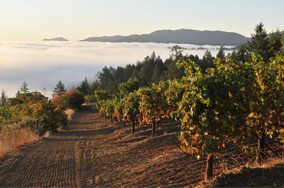 Philip Togni: Napa Glory