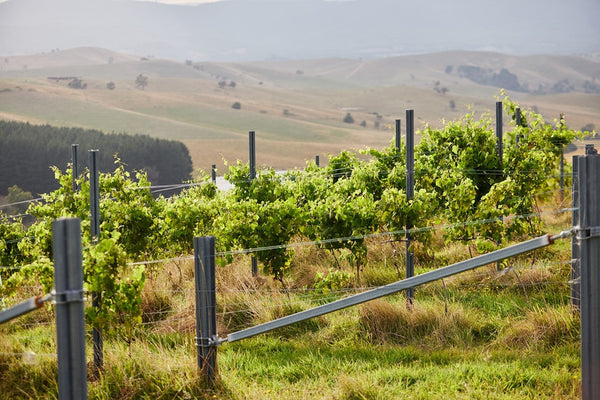 Lambert Wines